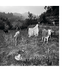 Thumbnail image of Rosalind Fox Solomon's "Animal Landscape"